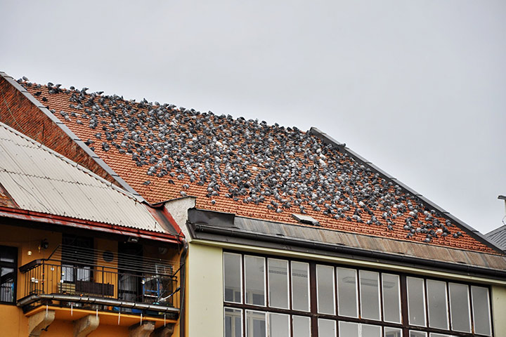 A2B Pest Control are able to install spikes to deter birds from roofs in Bridport. 