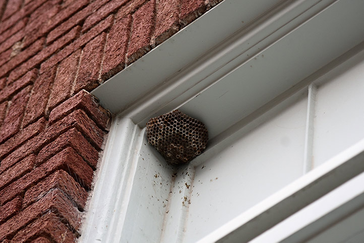 We provide a wasp nest removal service for domestic and commercial properties in Bridport.